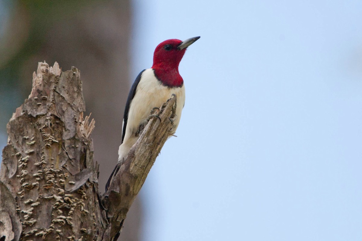 Red-headed Woodpecker - Richard Dunn
