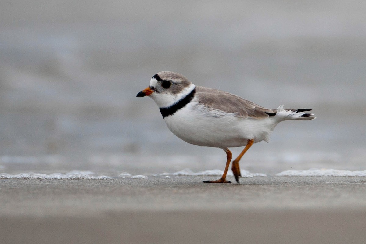Piping Plover - ML21016611