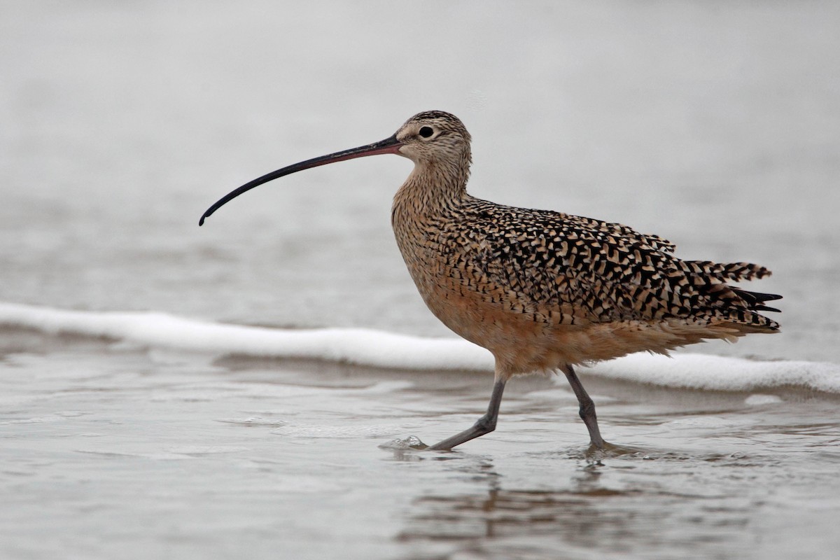 Long-billed Curlew - ML21016621