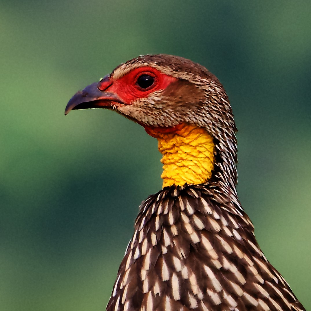 Yellow-necked Spurfowl - ML210168141