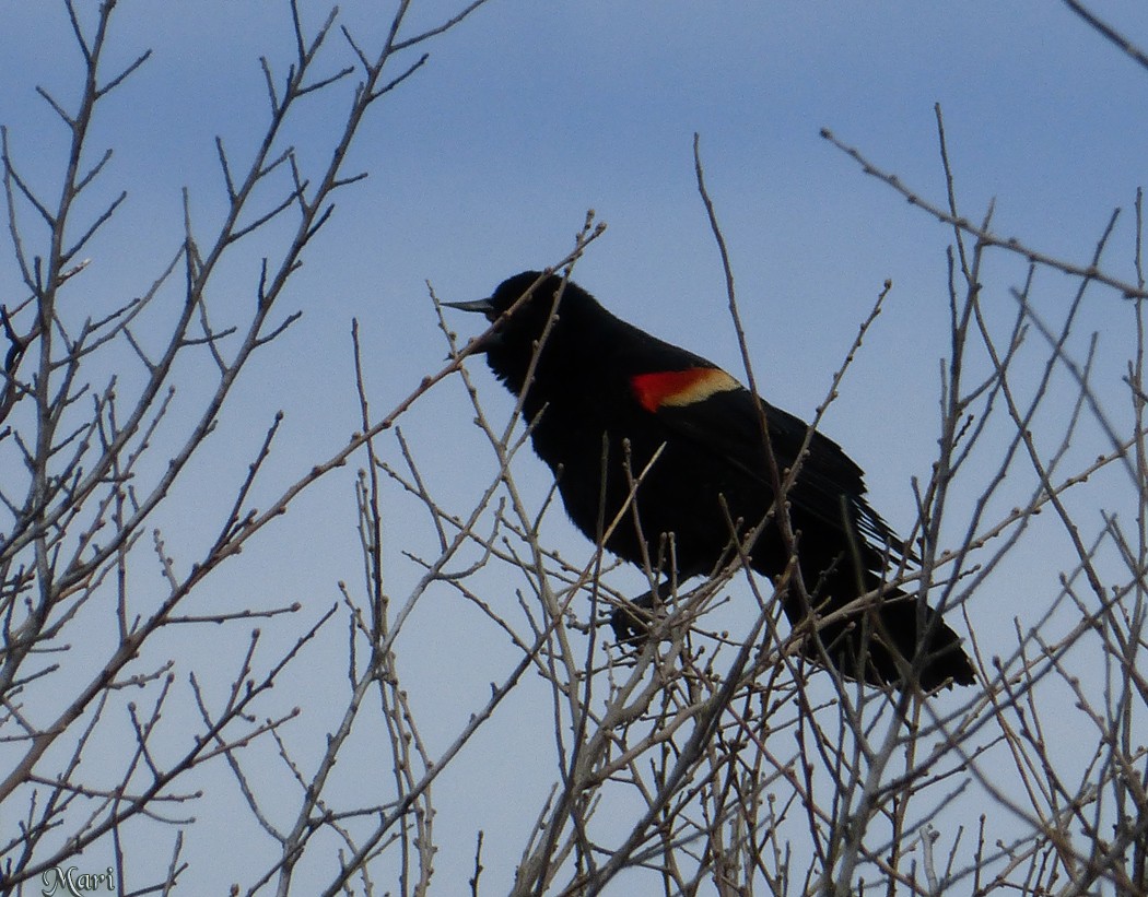 Red-winged Blackbird - Mari Michaelis