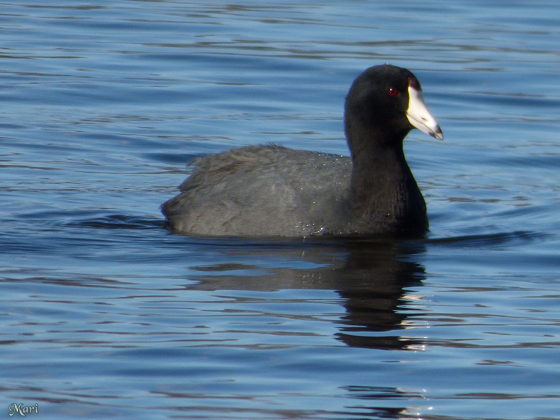 American Coot (Red-shielded) - ML210170221