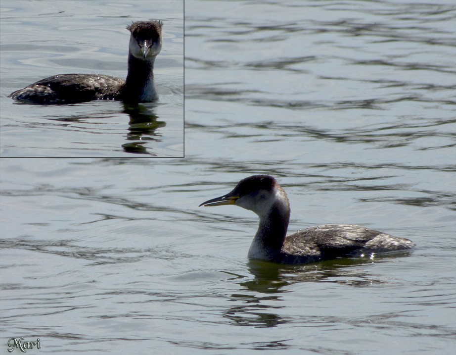 Red-necked Grebe - ML210170391
