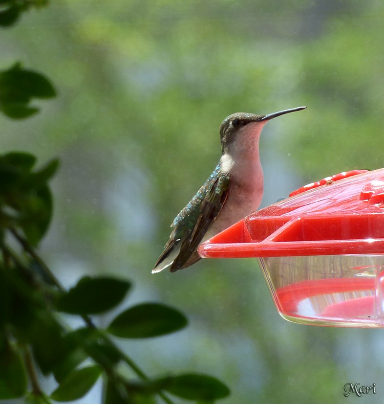 Ruby-throated Hummingbird - ML210170681