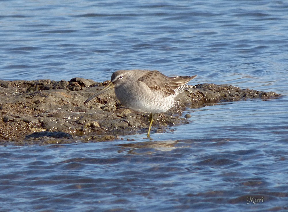 Long-billed Dowitcher - ML210171241