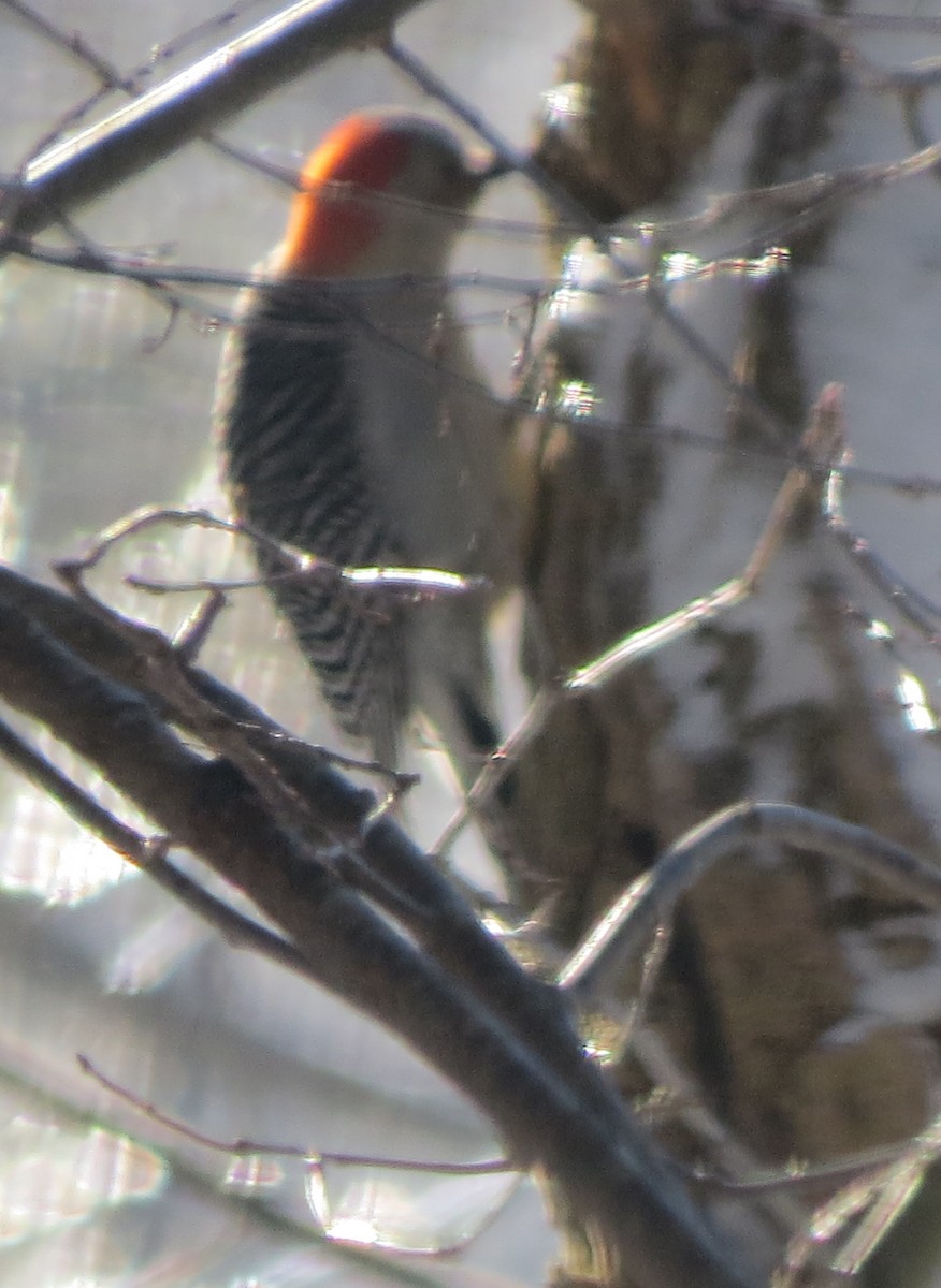 Red-bellied Woodpecker - ML210172201