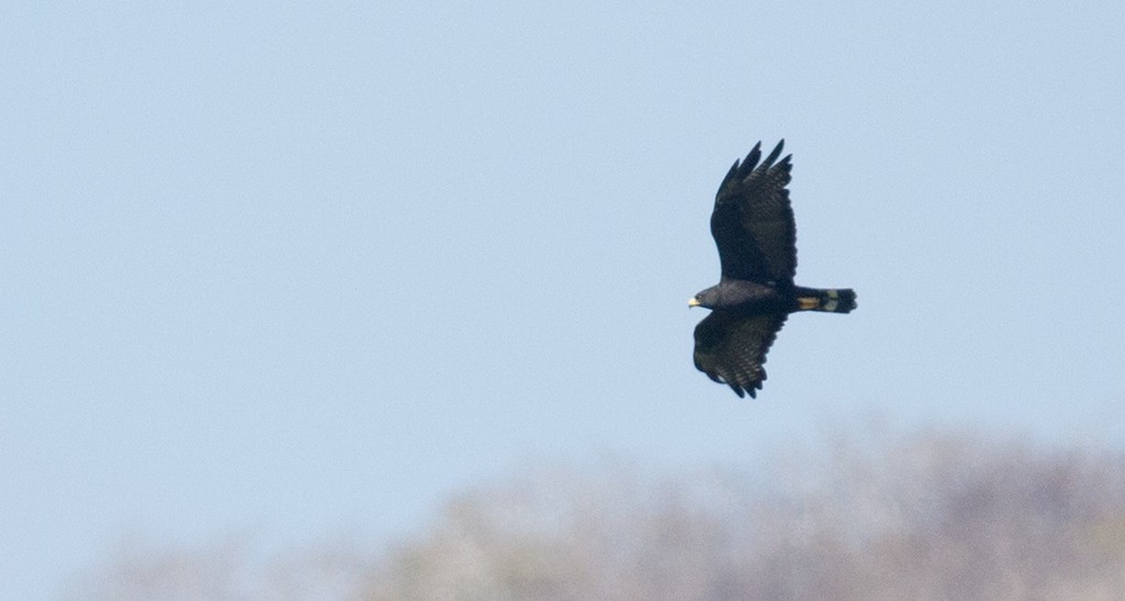 Zone-tailed Hawk - manuel grosselet