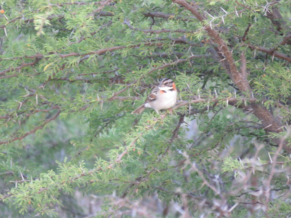 Rufous-collared Sparrow - robert wellens