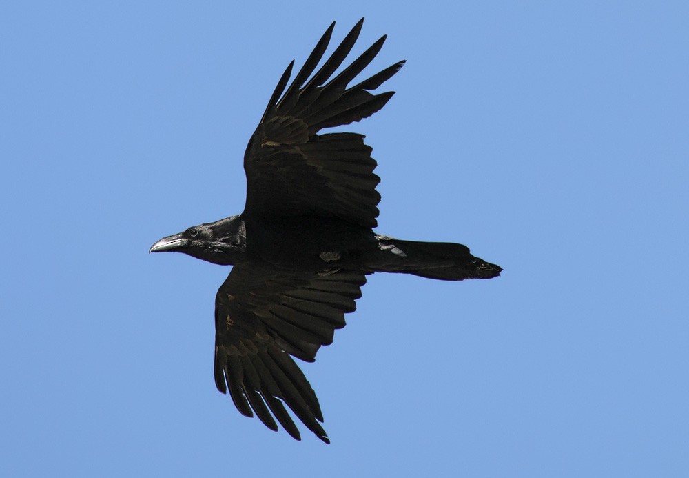 Common Raven - ML21017441