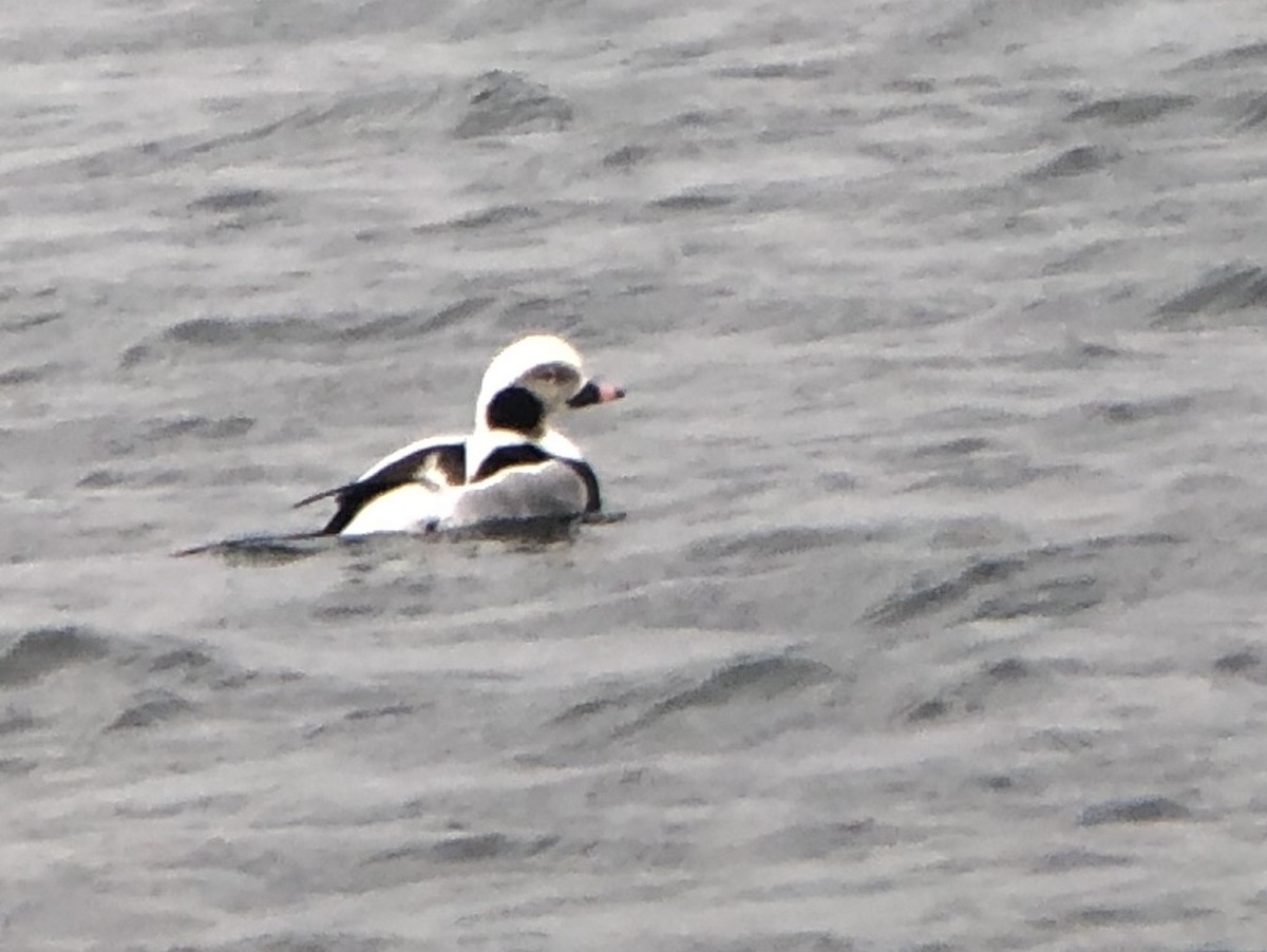 Long-tailed Duck - ML210175991