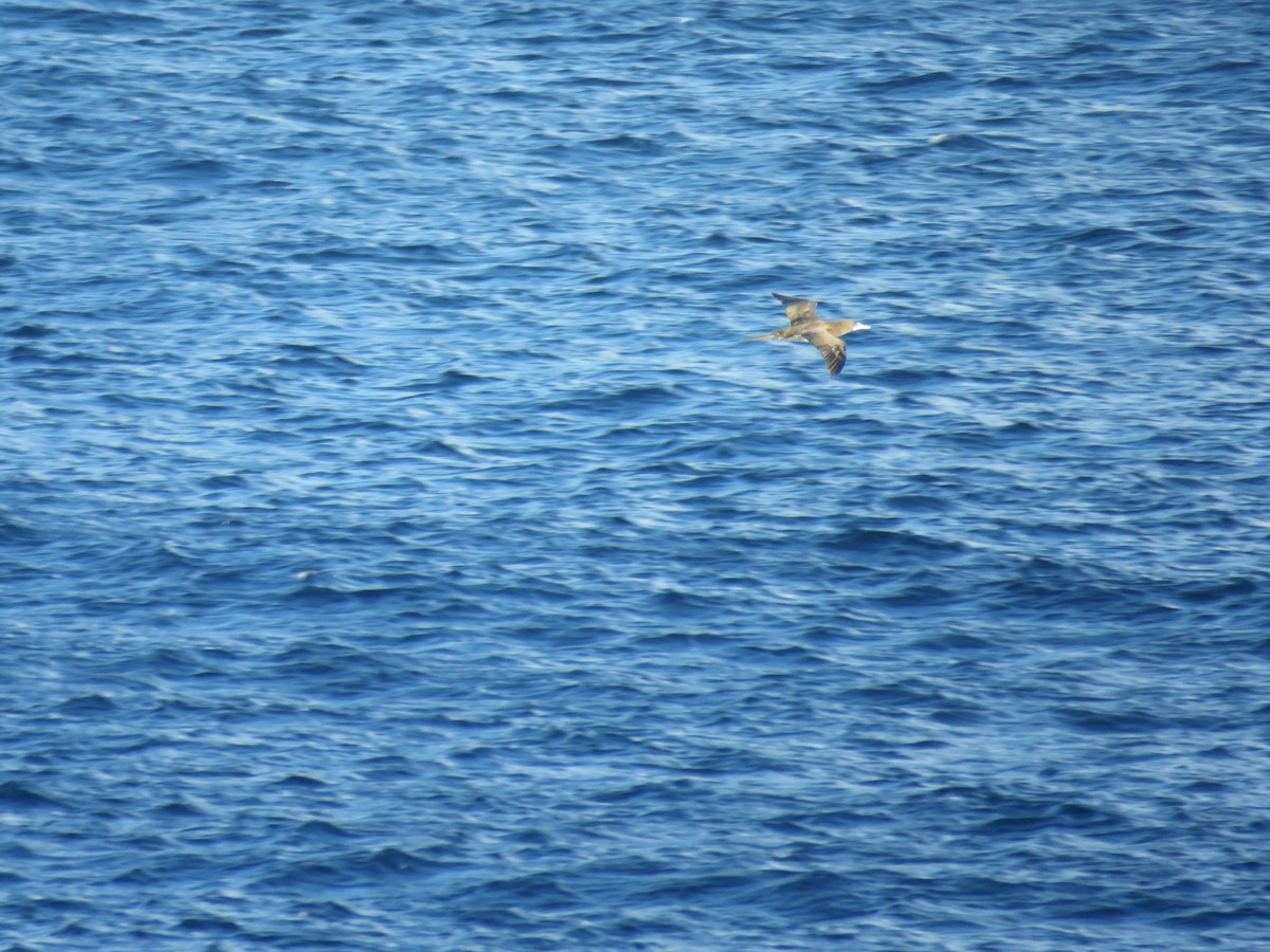Brown Booby - ML210177511