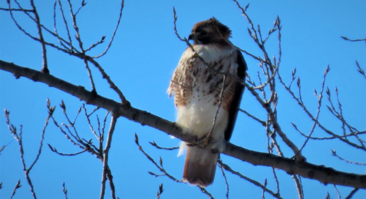 Red-tailed Hawk - ML210177591