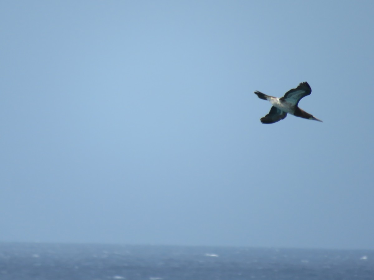 Brown Booby - ML210178161