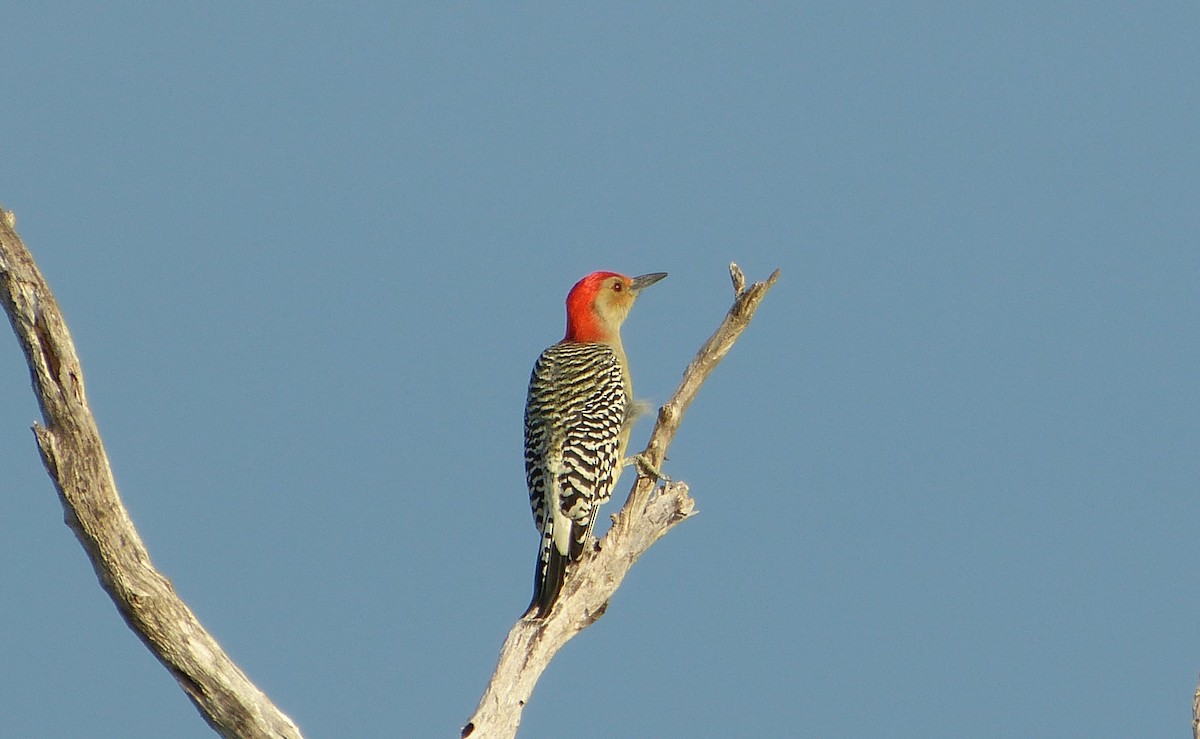 Red-bellied Woodpecker - ML210178291