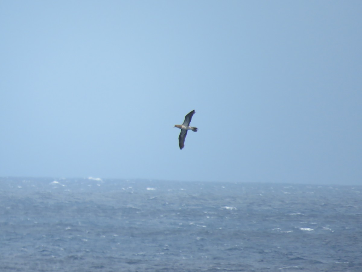 Brown Booby - ML210178531