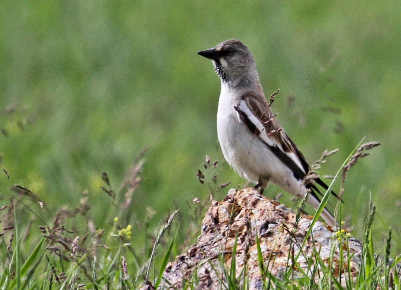 White-winged Snowfinch - ML21017931