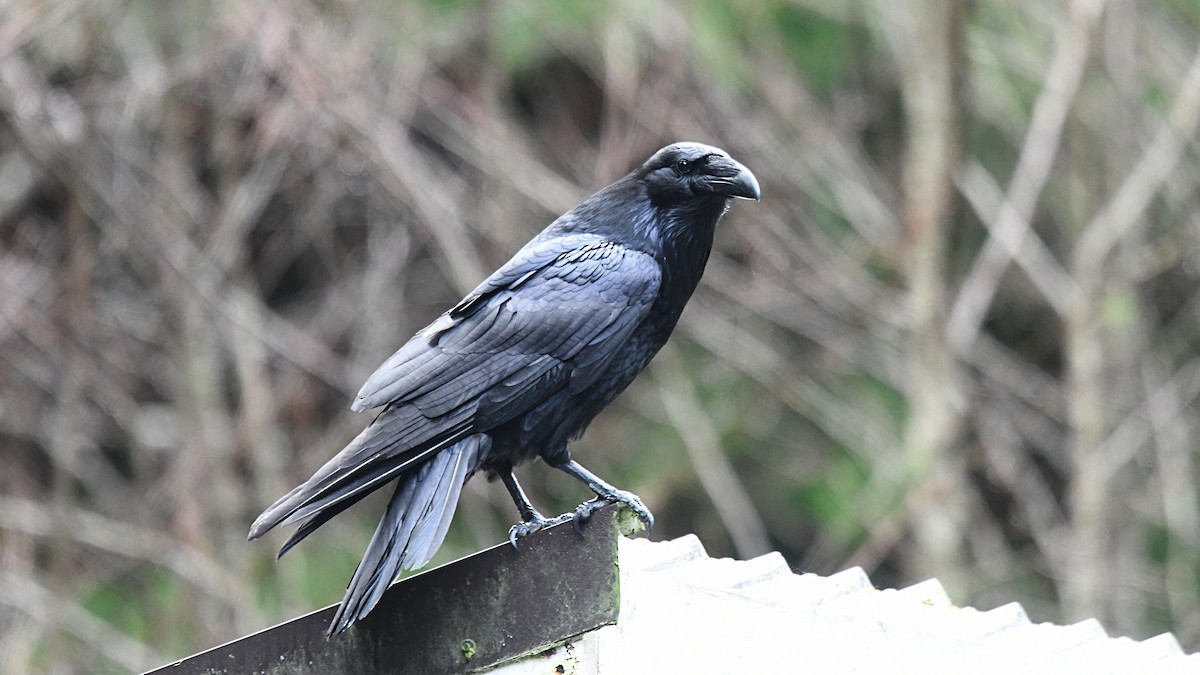 Common Raven - Carl Winstead