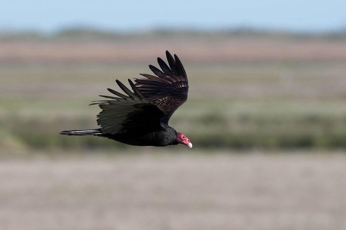 Turkey Vulture - Richard Dunn