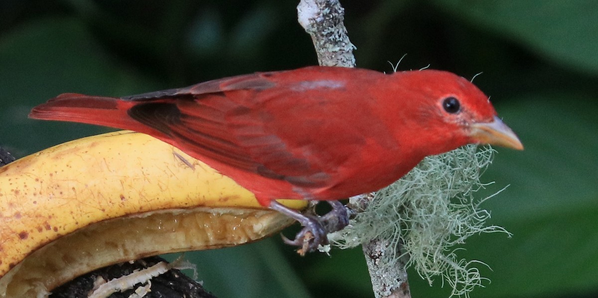 Summer Tanager - Larry Sirvio