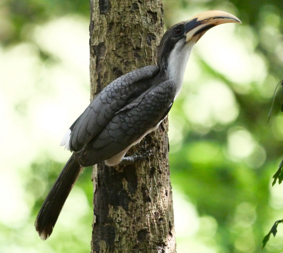 Sri Lanka Gray Hornbill - Rebecca Smith