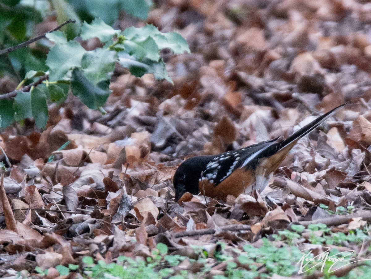 Spotted Towhee - Kim Moore