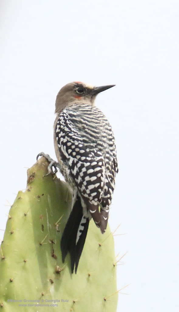 Gray-breasted Woodpecker - manuel grosselet