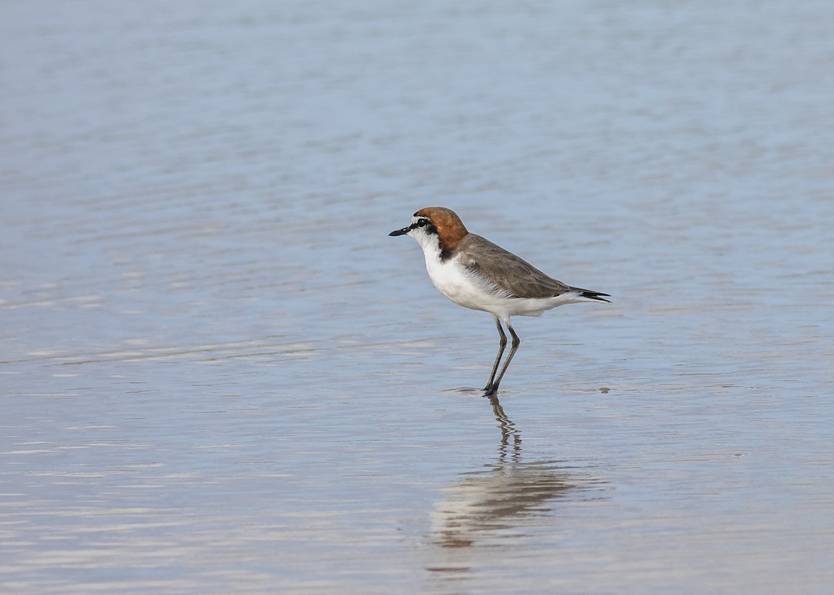 Red-capped Plover - ML210192881