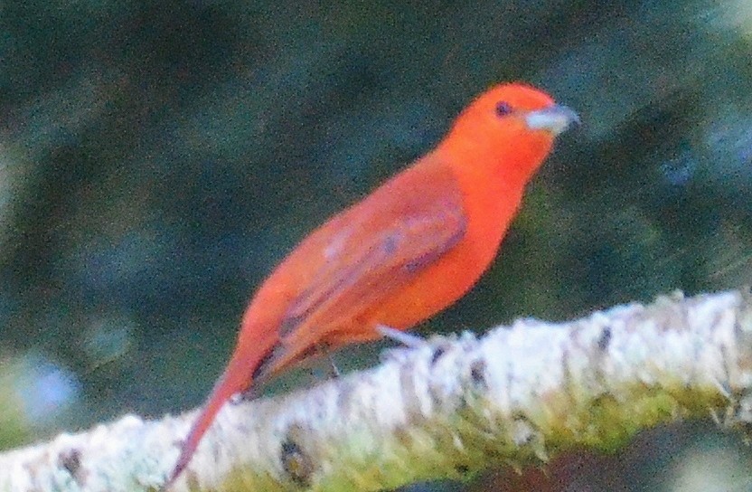 Hepatic Tanager - Cathryn Dippo
