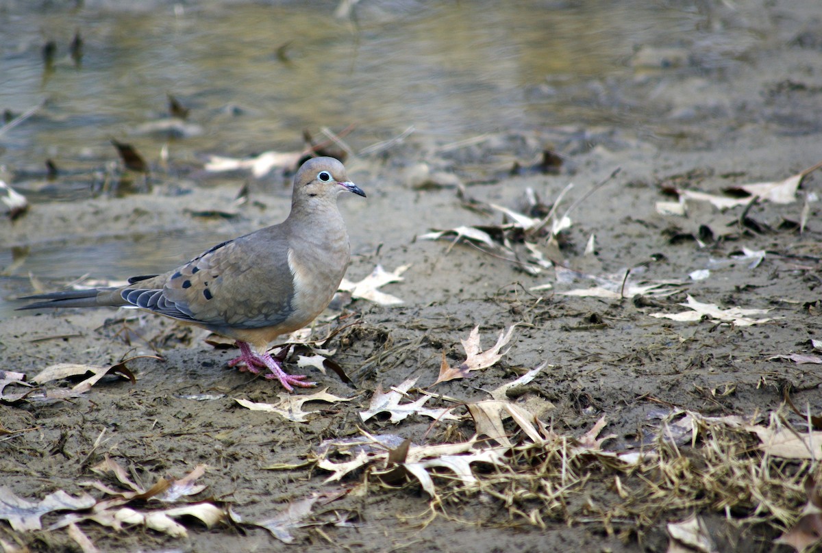 Mourning Dove - Jared Evans
