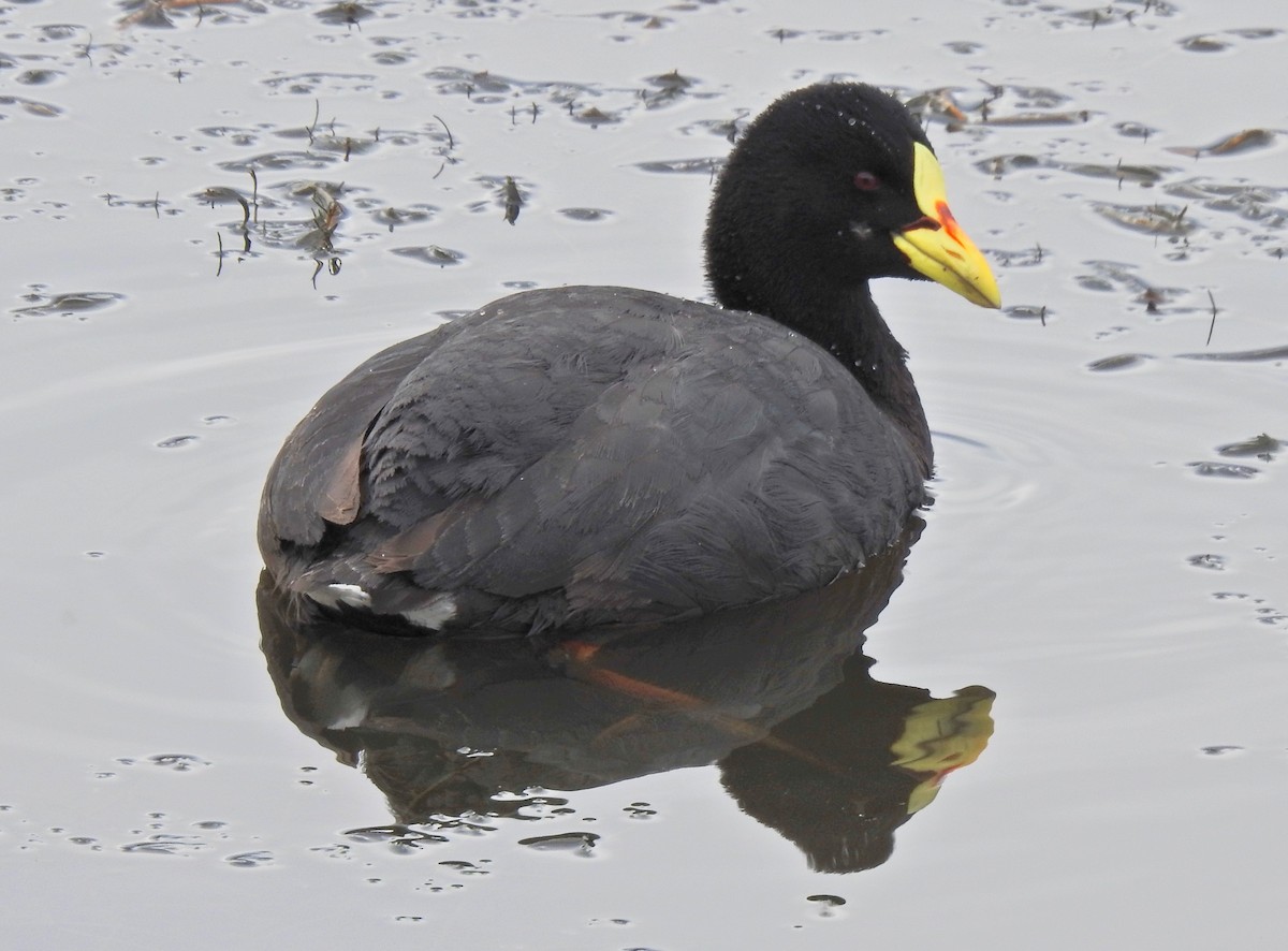 Red-gartered Coot - ML210201911