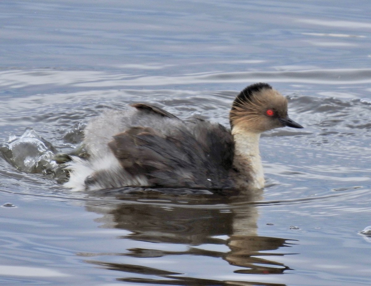Silvery Grebe - Keith Gregoire