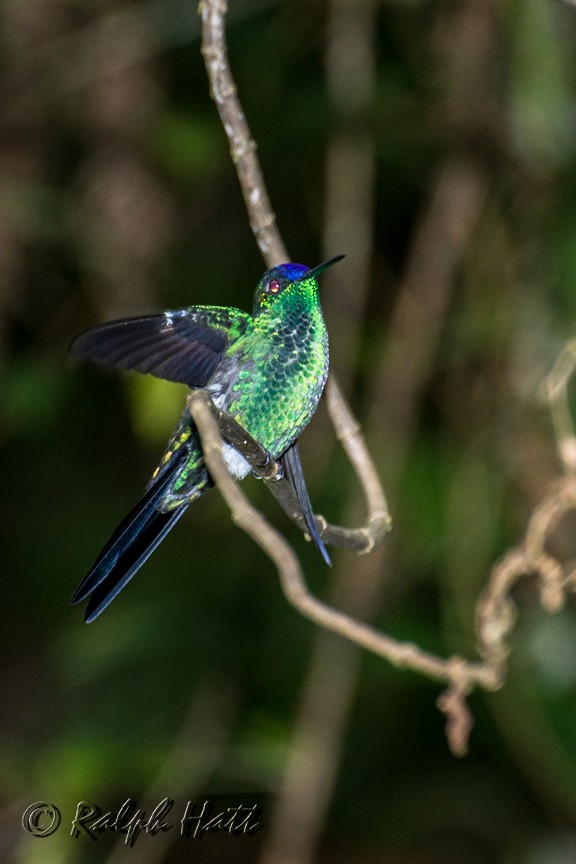 kolibřík fialovotemenný - ML210206291