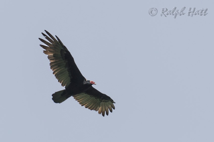 Turkey Vulture - ML210206511