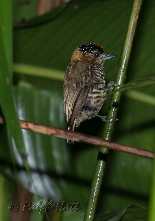 Ochre-collared Piculet - ML210206541