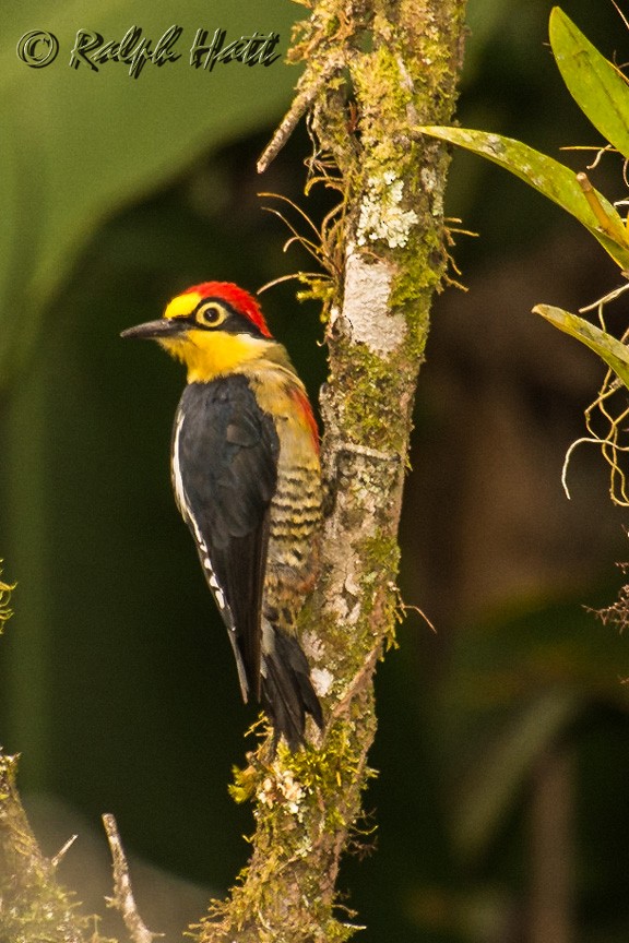 Yellow-fronted Woodpecker - ML210206581