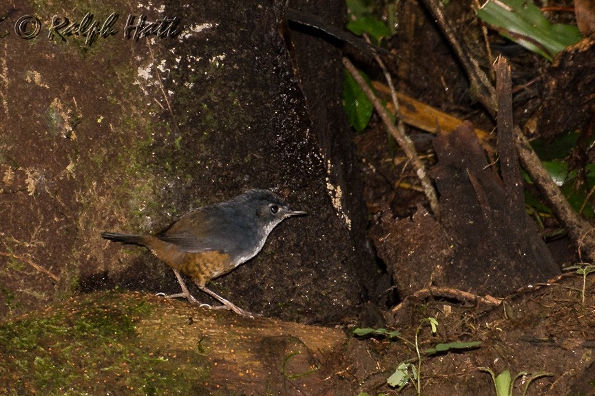 White-breasted Tapaculo - ML210206741