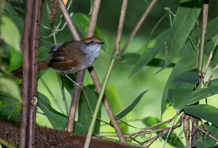 Rufous-capped Spinetail - ML210206851