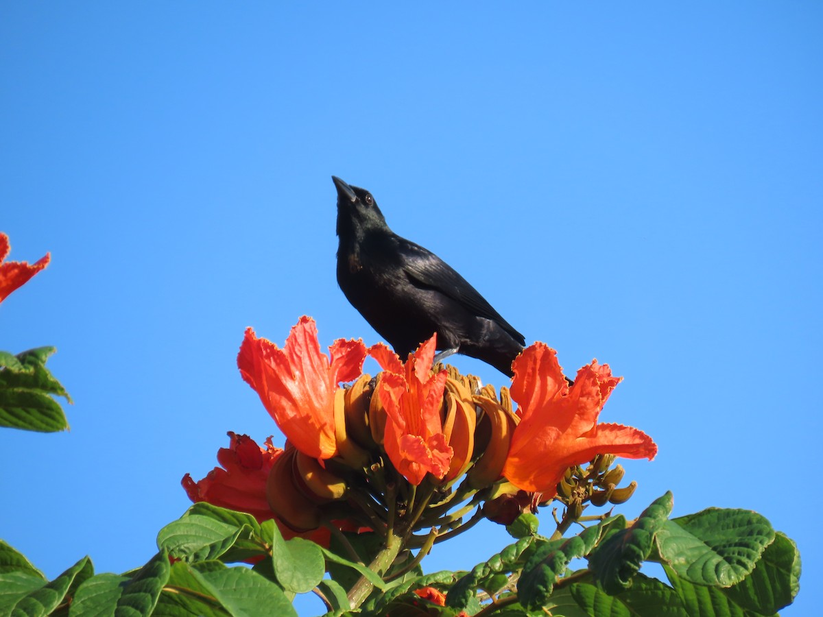 Cuban Blackbird - ML210209501