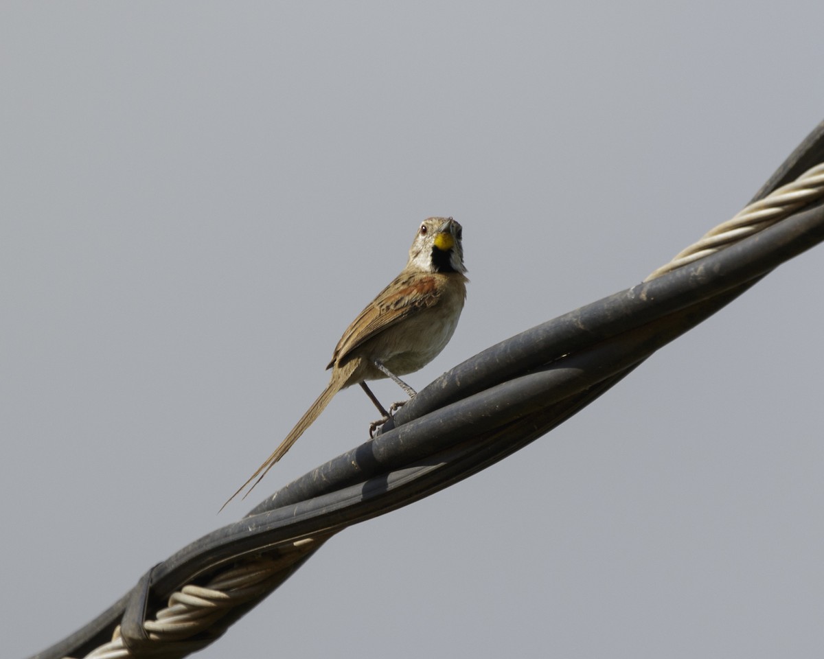 Chotoy Spinetail - ML210214061
