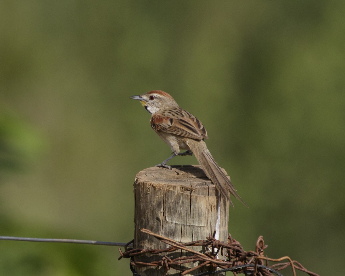 Chotoy Spinetail - ML210214151