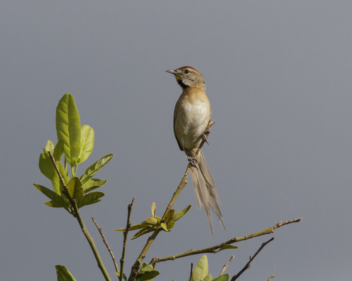 Chotoy Spinetail - ML210214161