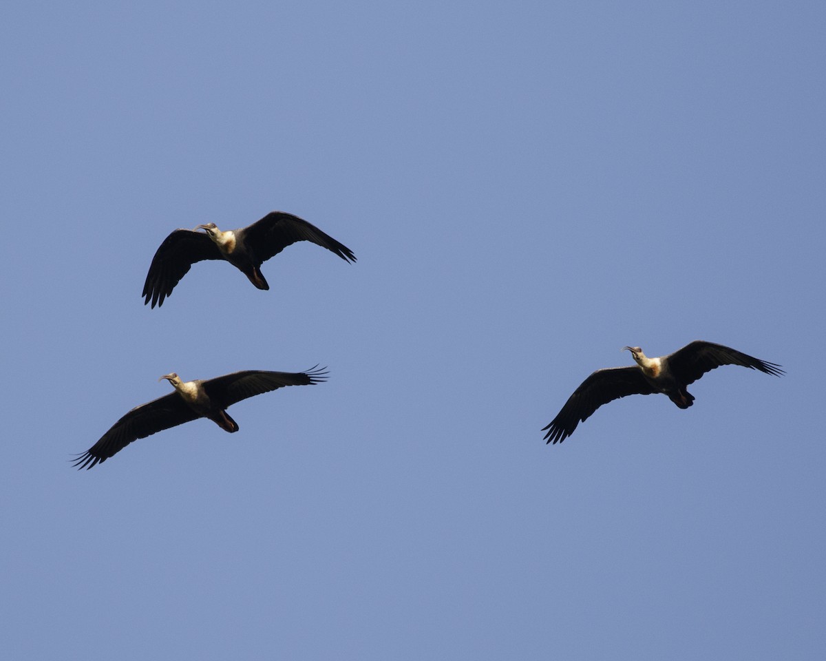 ibis bělokřídlý - ML210214181
