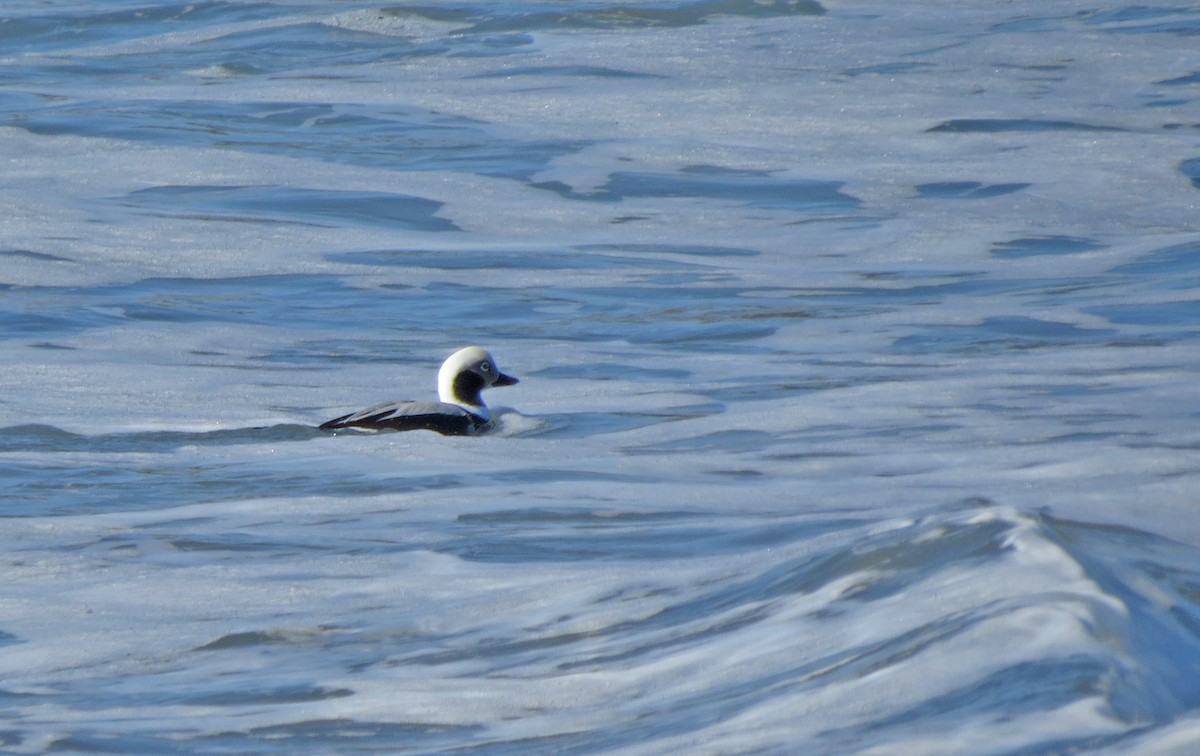 Long-tailed Duck - Tom Edell