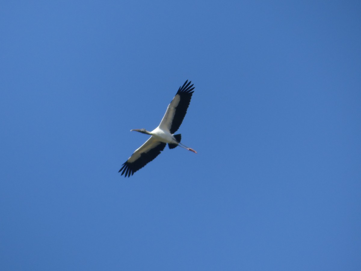 Wood Stork - ML210221931