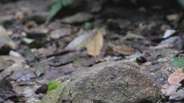 White-crowned Forktail (Northern) - ML210224451