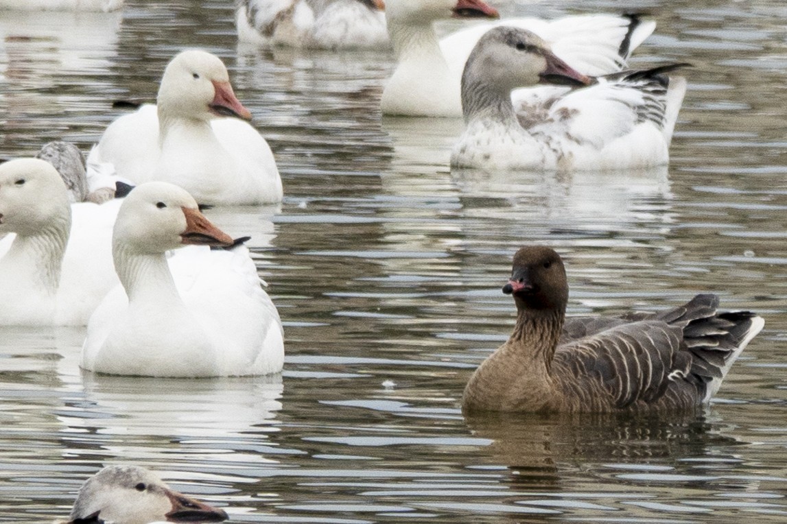 Pink-footed Goose - ML210225371