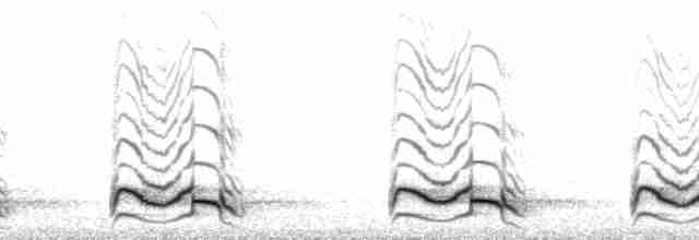 Puna Tinamou - ML210229