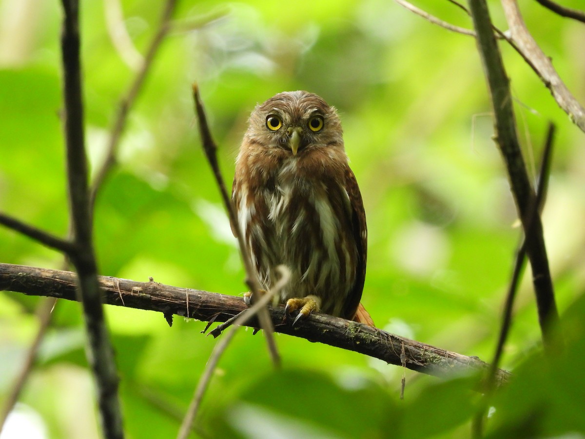 Ferruginous Pygmy-Owl - ML210232991