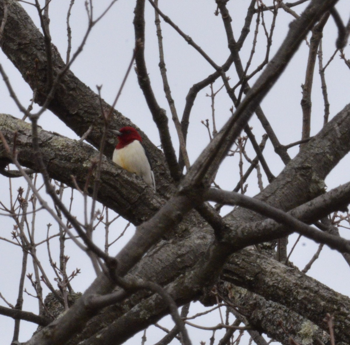 Red-headed Woodpecker - Andrew Mack
