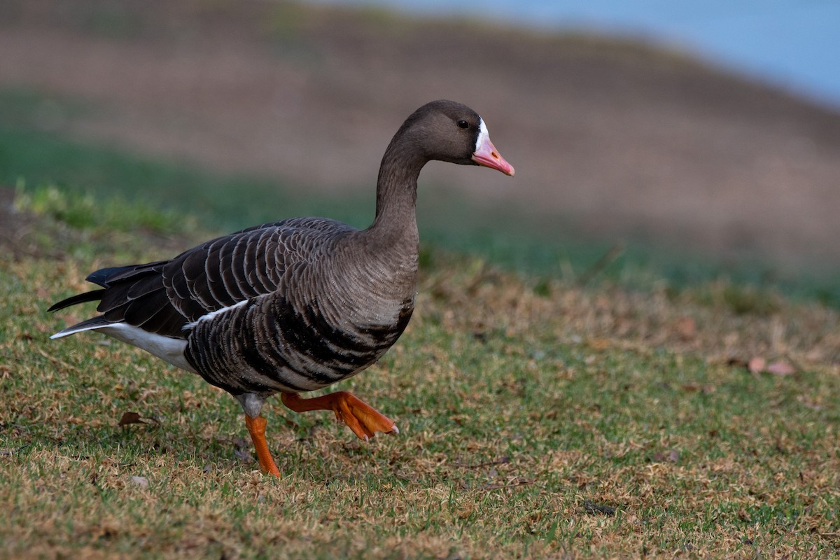 Greater White-fronted Goose - David Ornellas
